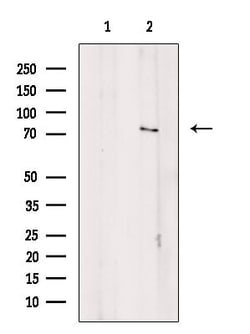 Invitrogen Amphiphysin Polyclonal Antibody 100 &mu;L; Unconjugated:Antibodies,