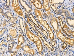 Invitrogen APBB2 Polyclonal Antibody 100 &mu;L; Unconjugated:Antibodies,