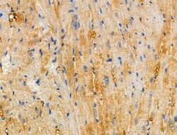 Invitrogen APBB2 Polyclonal Antibody 100 &mu;L; Unconjugated:Antibodies,