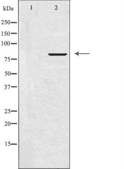 Invitrogen APBB2 Polyclonal Antibody 100 &mu;L; Unconjugated:Antibodies,