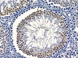 Invitrogen NECAB3 Polyclonal Antibody 100 &mu;L; Unconjugated:Antibodies,