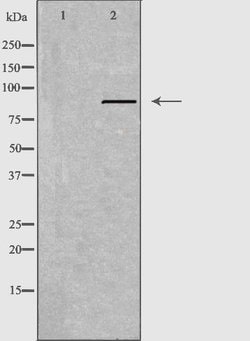 Invitrogen APLP2 Polyclonal Antibody 100 &mu;L; Unconjugated:Antibodies,