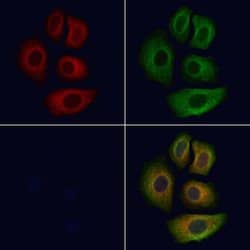 Invitrogen Apolipoprotein F Polyclonal Antibody 100 &mu;L; Unconjugated:Antibodies,