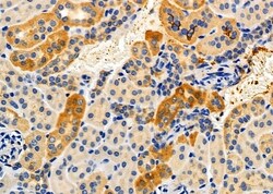 Invitrogen Apolipoprotein L2 Polyclonal Antibody 100 &mu;L; Unconjugated:Antibodies,