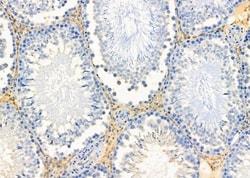Invitrogen Apolipoprotein L4 Polyclonal Antibody 100 &mu;L; Unconjugated:Antibodies,