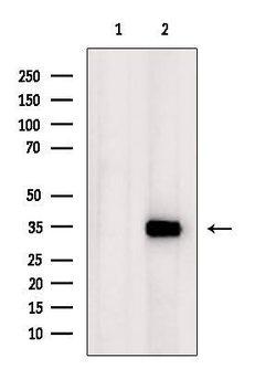 Invitrogen Apolipoprotein L4 Polyclonal Antibody 100 &mu;L; Unconjugated:Antibodies,