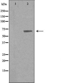 Invitrogen Arylsulfatase G Polyclonal Antibody 100 &mu;L; Unconjugated:Antibodies,