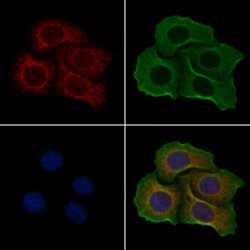 Invitrogen ATP5I Polyclonal Antibody 100 &mu;L; Unconjugated:Antibodies,
