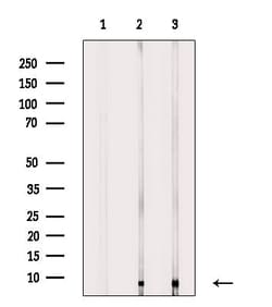 Invitrogen ATP5I Polyclonal Antibody 100 &mu;L; Unconjugated:Antibodies,