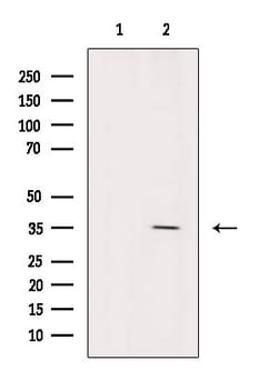 Invitrogen ATPAF2 Polyclonal Antibody 100 &mu;L; Unconjugated:Antibodies,