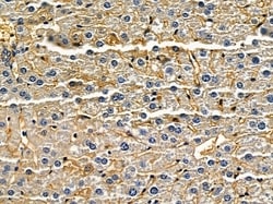 Invitrogen ATP5S Polyclonal Antibody 100 &mu;L; Unconjugated:Antibodies,