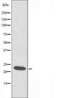 Invitrogen ATP5S Polyclonal Antibody 100 &mu;L; Unconjugated:Antibodies,