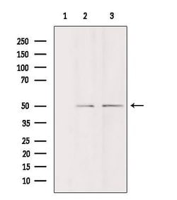 Invitrogen DDX19B Polyclonal Antibody 100 &mu;L; Unconjugated:Antibodies,