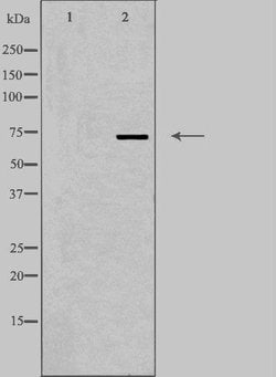 Invitrogen DDX51 Polyclonal Antibody 100 &mu;L; Unconjugated:Antibodies,