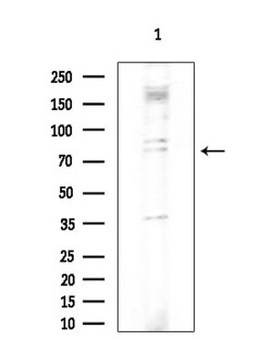 Invitrogen DDX51 Polyclonal Antibody 100 &mu;L; Unconjugated:Antibodies,