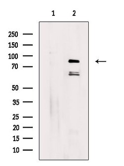 Invitrogen DQX1 Polyclonal Antibody 100 &mu;L; Unconjugated:Antibodies,