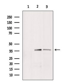 Invitrogen BNIP2 Polyclonal Antibody 100 &mu;L; Unconjugated:Antibodies,
