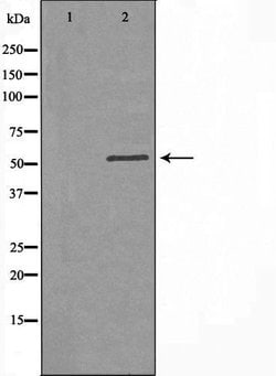 Invitrogen B3GALTL Polyclonal Antibody 100 &mu;L; Unconjugated:Antibodies,