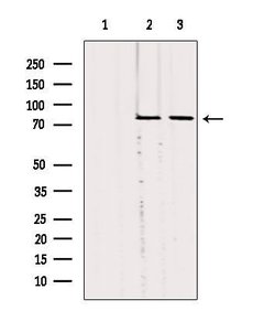 Invitrogen SLC27A5 Polyclonal Antibody 100 &mu;L; Unconjugated:Antibodies,