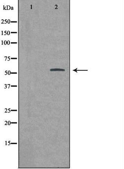 Invitrogen BMP-3 Polyclonal Antibody 100 &mu;L; Unconjugated:Antibodies,