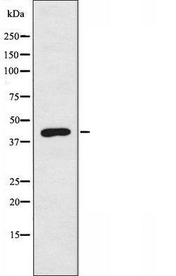 Invitrogen BMP-8A Polyclonal Antibody 100 &mu;L; Unconjugated:Antibodies,