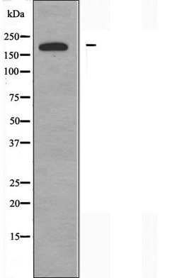 Invitrogen ARFGEF2 Polyclonal Antibody 100 &mu;L; Unconjugated:Antibodies,
