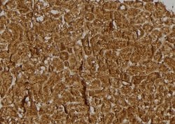 Invitrogen BRWD3 Polyclonal Antibody 100 &mu;L; Unconjugated:Antibodies,