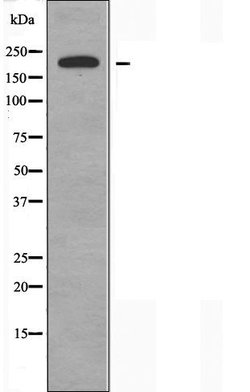 Invitrogen BRWD3 Polyclonal Antibody 100 &mu;L; Unconjugated:Antibodies,