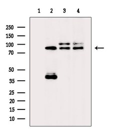 Invitrogen PNPLA8 Polyclonal Antibody 100 &mu;L; Unconjugated:Antibodies,