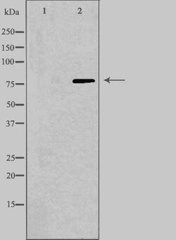 Invitrogen Calpain 9 Polyclonal Antibody 100 &mu;L; Unconjugated:Antibodies,