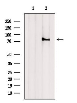 ARPP21 Polyclonal Antibody, Invitrogen 100 &mu;L; Unconjugated:Antibodies,