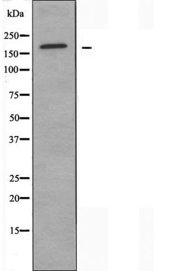 Invitrogen MRP3 Polyclonal Antibody 100 &mu;L; Unconjugated:Antibodies,