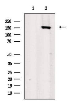 Invitrogen CLIP1 Polyclonal Antibody 100 &mu;L; Unconjugated:Antibodies,