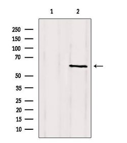 Invitrogen CLIP3 Polyclonal Antibody 100 &mu;L | Buy Online | Invitrogen&trade; | Fisher Scientific