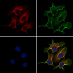 Invitrogen Carbonic Anhydrase VA Polyclonal Antibody 100 &mu;L; Unconjugated:Antibodies,