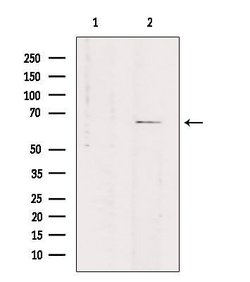 Invitrogen SLC7A4 Polyclonal Antibody 100 &mu;L | Buy Online | Invitrogen&trade; | Fisher Scientific