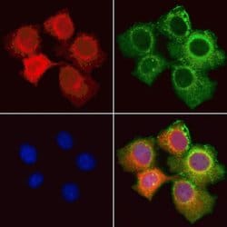 Invitrogen Cdc42EP3 Polyclonal Antibody 100 &mu;L; Unconjugated:Antibodies,