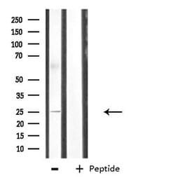 Invitrogen Cdc42EP3 Polyclonal Antibody 100 &mu;L; Unconjugated:Antibodies,