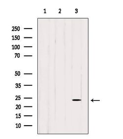 Invitrogen Cdc42EP3 Polyclonal Antibody 100 &mu;L; Unconjugated:Antibodies,