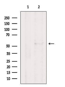 Invitrogen CEP55 Polyclonal Antibody 100 &mu;L; Unconjugated:Antibodies,