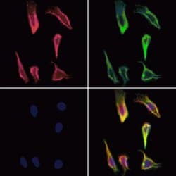 Invitrogen BITE Polyclonal Antibody 100 &mu;L; Unconjugated:Antibodies,