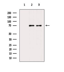 Invitrogen CEP76 Polyclonal Antibody 100 &mu;L; Unconjugated:Antibodies,