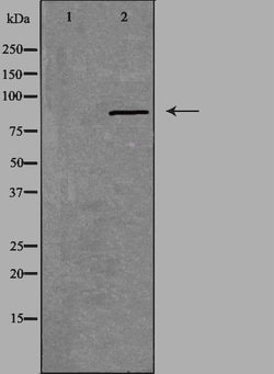 Invitrogen CSGLCAT Polyclonal Antibody 100 &mu;L; Unconjugated:Antibodies,