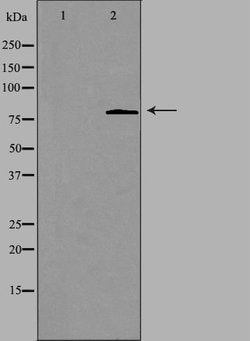 Invitrogen CHPF Polyclonal Antibody 100 &mu;L; Unconjugated:Antibodies,