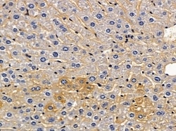 Invitrogen Claudin 19 Polyclonal Antibody 100 &mu;L; Unconjugated:Antibodies,