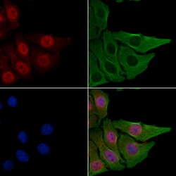 Invitrogen CSTF2T Polyclonal Antibody 100 &mu;L; Unconjugated:Antibodies,