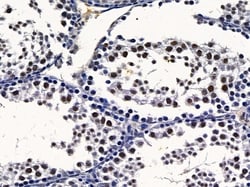 Invitrogen CSTF2T Polyclonal Antibody 100 &mu;L; Unconjugated:Antibodies,