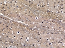 Invitrogen CSTF2T Polyclonal Antibody 100 &mu;L; Unconjugated:Antibodies,