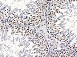 Invitrogen CSTF2T Polyclonal Antibody 100 &mu;L; Unconjugated:Antibodies,