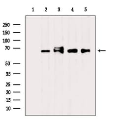 Invitrogen CSTF2T Polyclonal Antibody 100 &mu;L; Unconjugated:Antibodies,